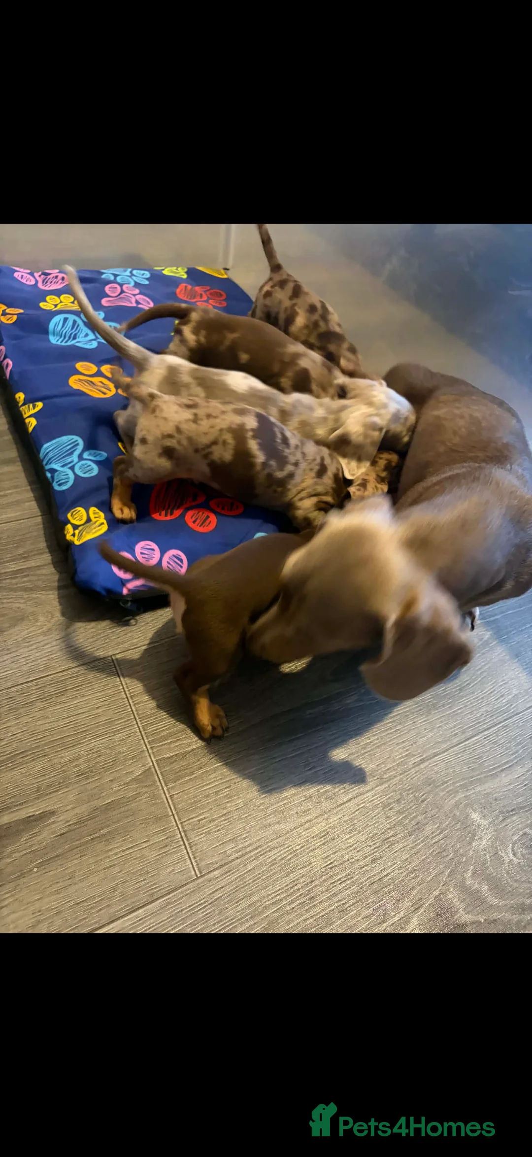 Miniature Dachshund dogs for sale: KC registered Miniature Dachshund puppies  - Advert 32