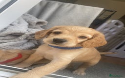 Cockapoo dogs for sale: Beautiful cockapoo pups - Image 10