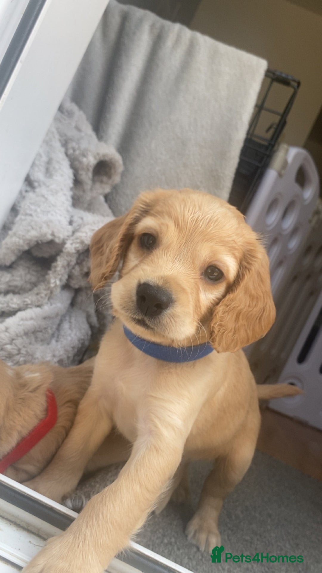 Cockapoo dogs for sale: Beautiful cockapoo pups - Image 10