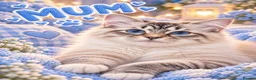 Ragdoll cats for sale: Last gorgeous ragdoll boy 💙 - Advert 3