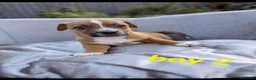 Jack Russell dogs for sale: Jack russell puppy  - Advert 12