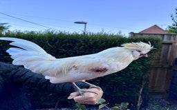 Chickens poultry for sale: Polish bantam cockerels - Image 2