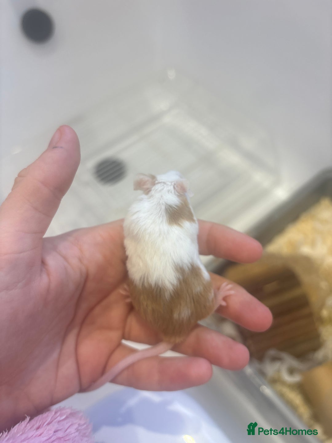 Mouse rodents for sale: Male mice - Advert 4