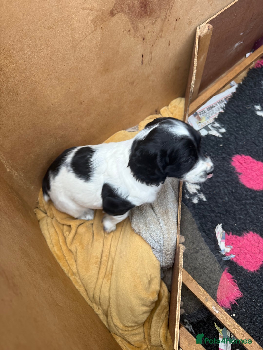 Sprocker dogs for sale: 2 sprockers available  - Advert 26