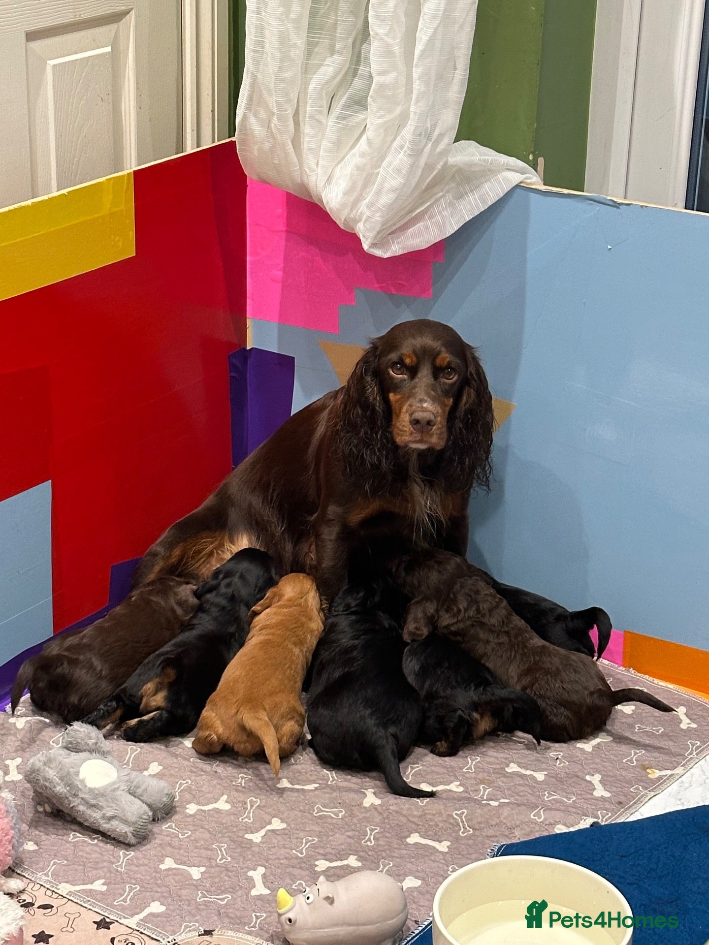 Cocker Spaniel dogs for sale: Working cocker spaniel puppies for sale - Advert 1
