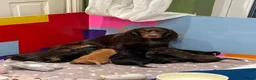 Cocker Spaniel dogs for sale: Working cocker spaniel puppies for sale - Advert 1