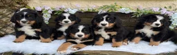 Bernese Mountain Dog dogs for sale: KC Beautiful Bernese  - Advert 3