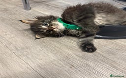 Maine Coon cats for sale: 🐾🐈‍⬛10 week old Maine coon kittens🐈‍⬛🐾 - Image 13