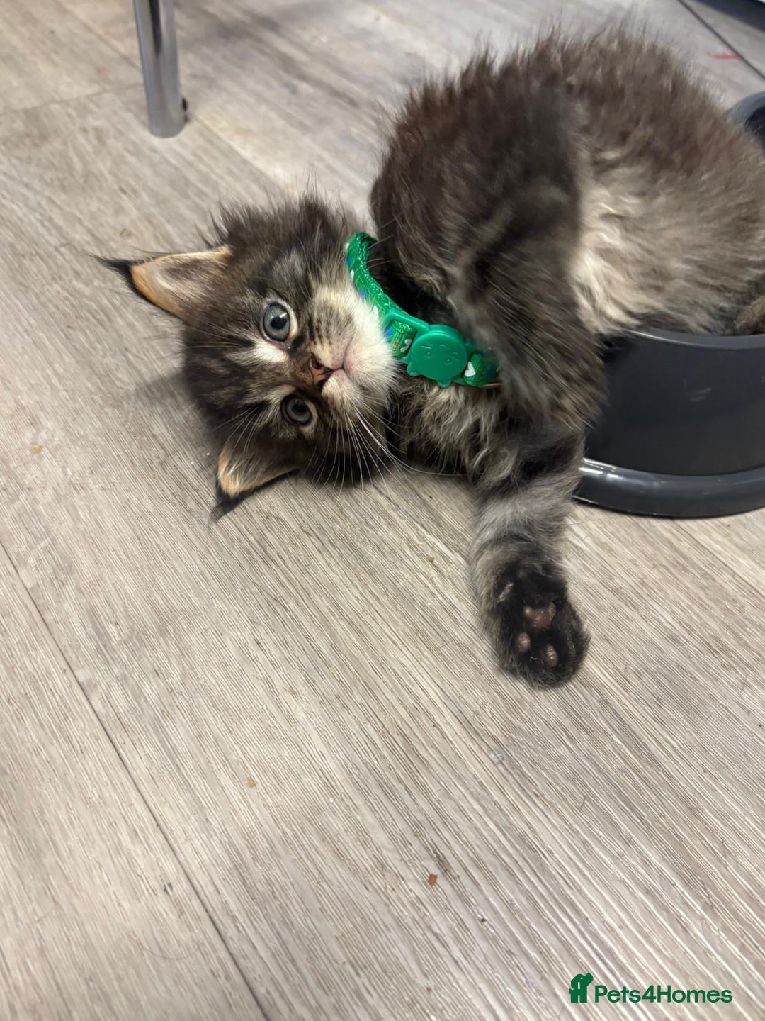Maine Coon cats for sale: 🐾🐈‍⬛10 week old Maine coon kittens🐈‍⬛🐾 - Image 13
