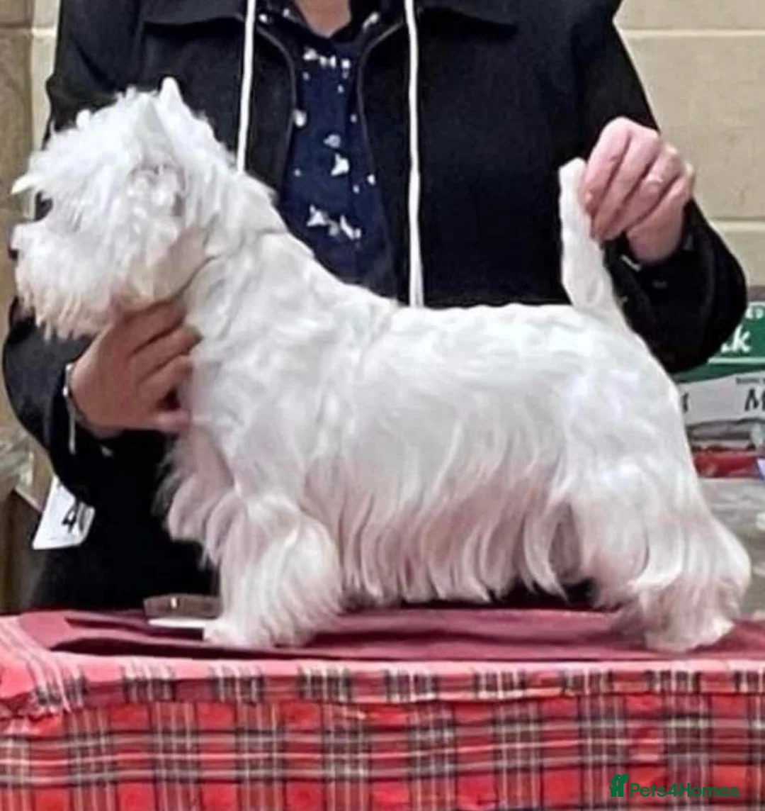 West Highland Terrier dogs for sale: Lovely west highland terrier  in Stoke-on-Trent - Advert 2