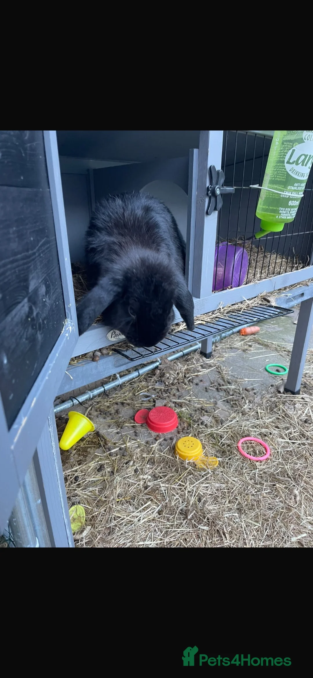 Mini Lop rabbits for sale: Raven mini lop  - Advert 2