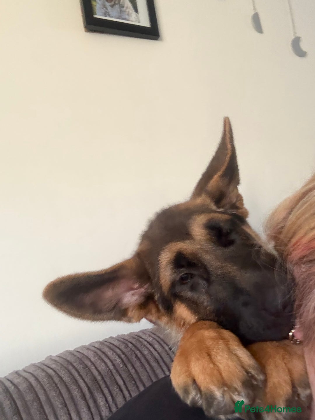 German Shepherd dogs for sale: Female German shepherd  - Image 2