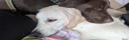 Labrador Retriever dogs for sale: Milo- Chocolate Lab 2 and a half - Advert 9