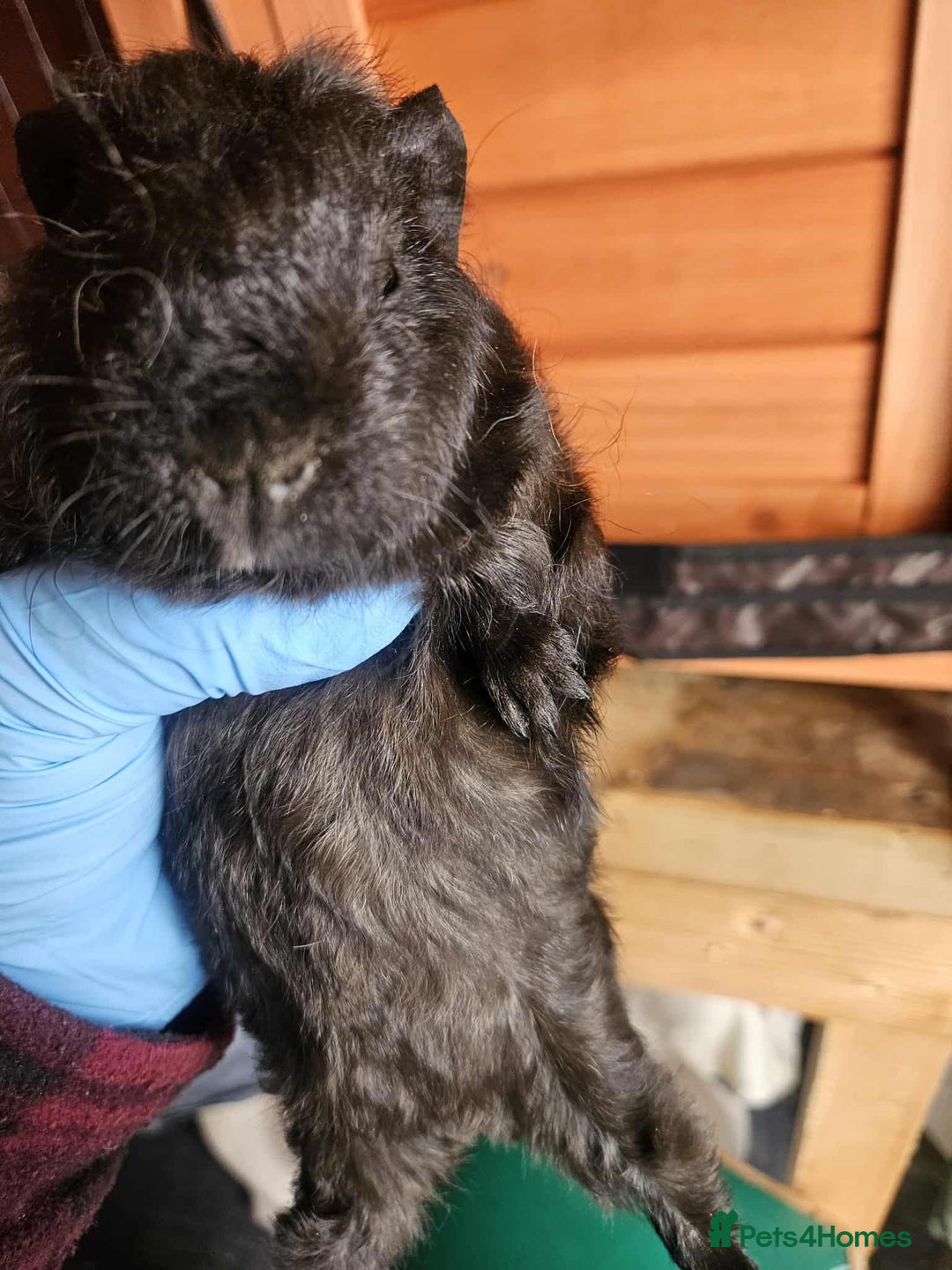 Guinea Pig rodents for sale: 2 Male Baby Guinea Pigs  - Image 5