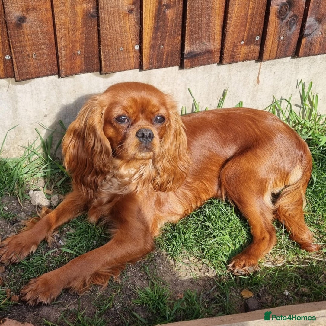 Cavalier King Charles Spaniel dogs for sale: Beautiful toy ruby King charles cavalier puppies. - Advert 4