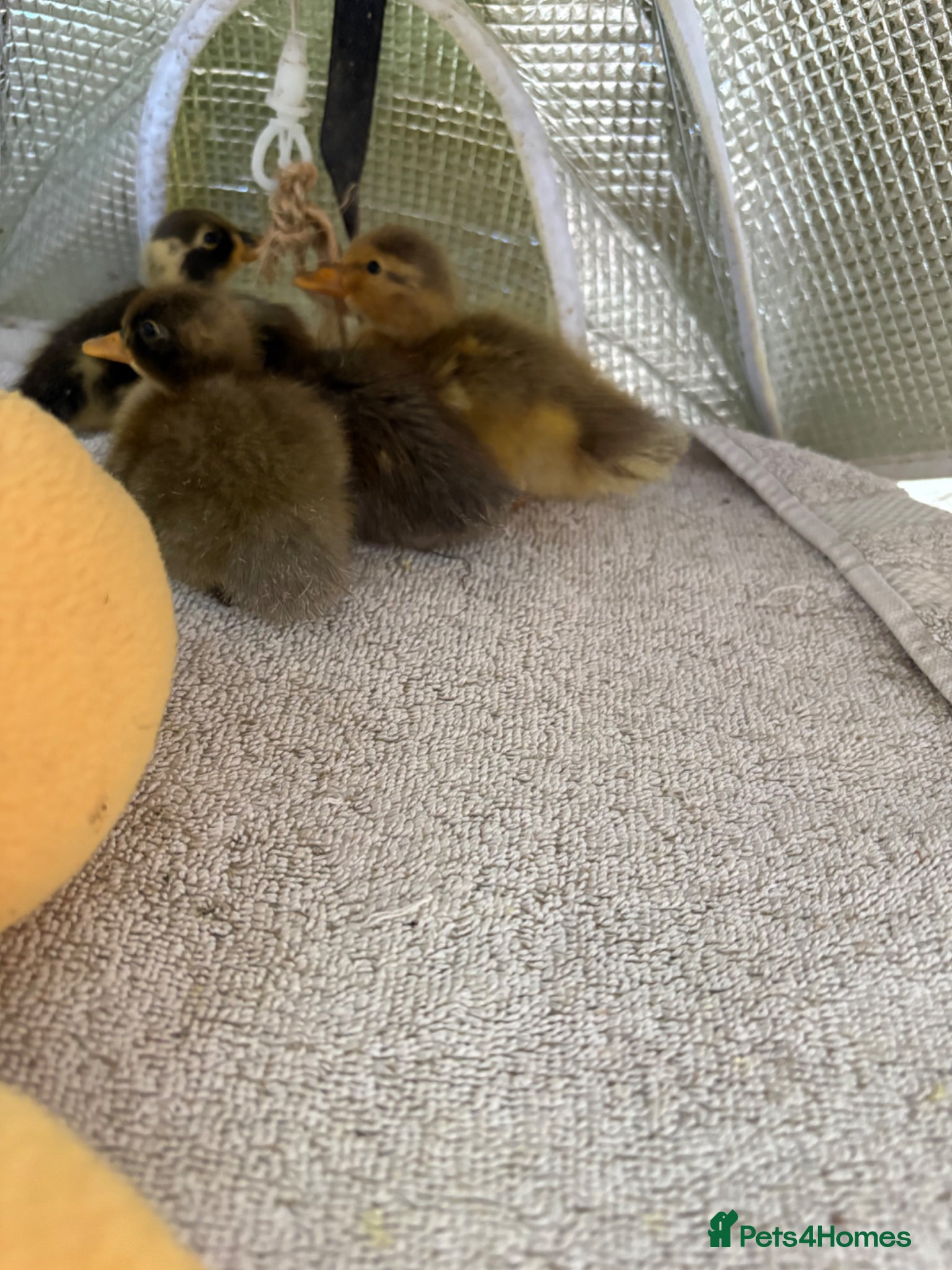 Ducks poultry Indian runner ducklings x3 READY SUNDAY - Advert 13