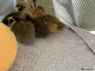 Ducks poultry Indian runner ducklings x3 READY SUNDAY - Advert 13