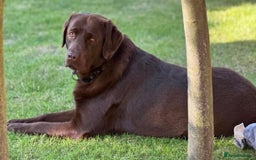 Labrador Retriever dogs for stud: KC Brown chocolate lab for stud  - Image 4