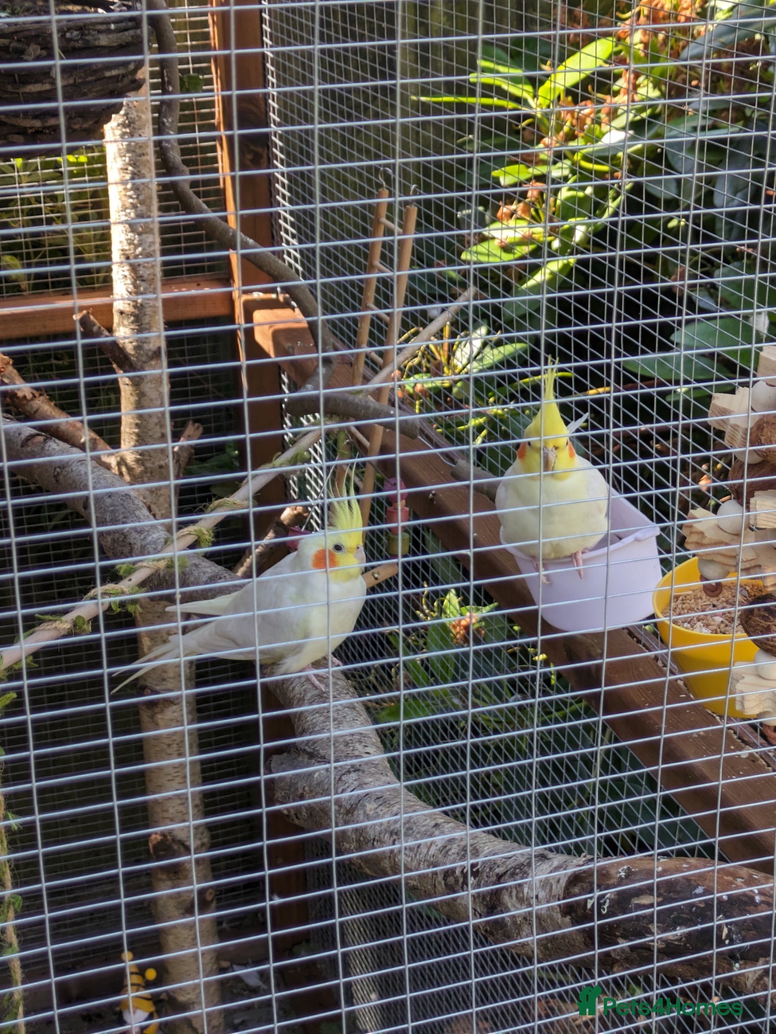 Cockatiels birds for sale: 2 lutino cockateils and 1 budgie in Ipswich - Advert 1