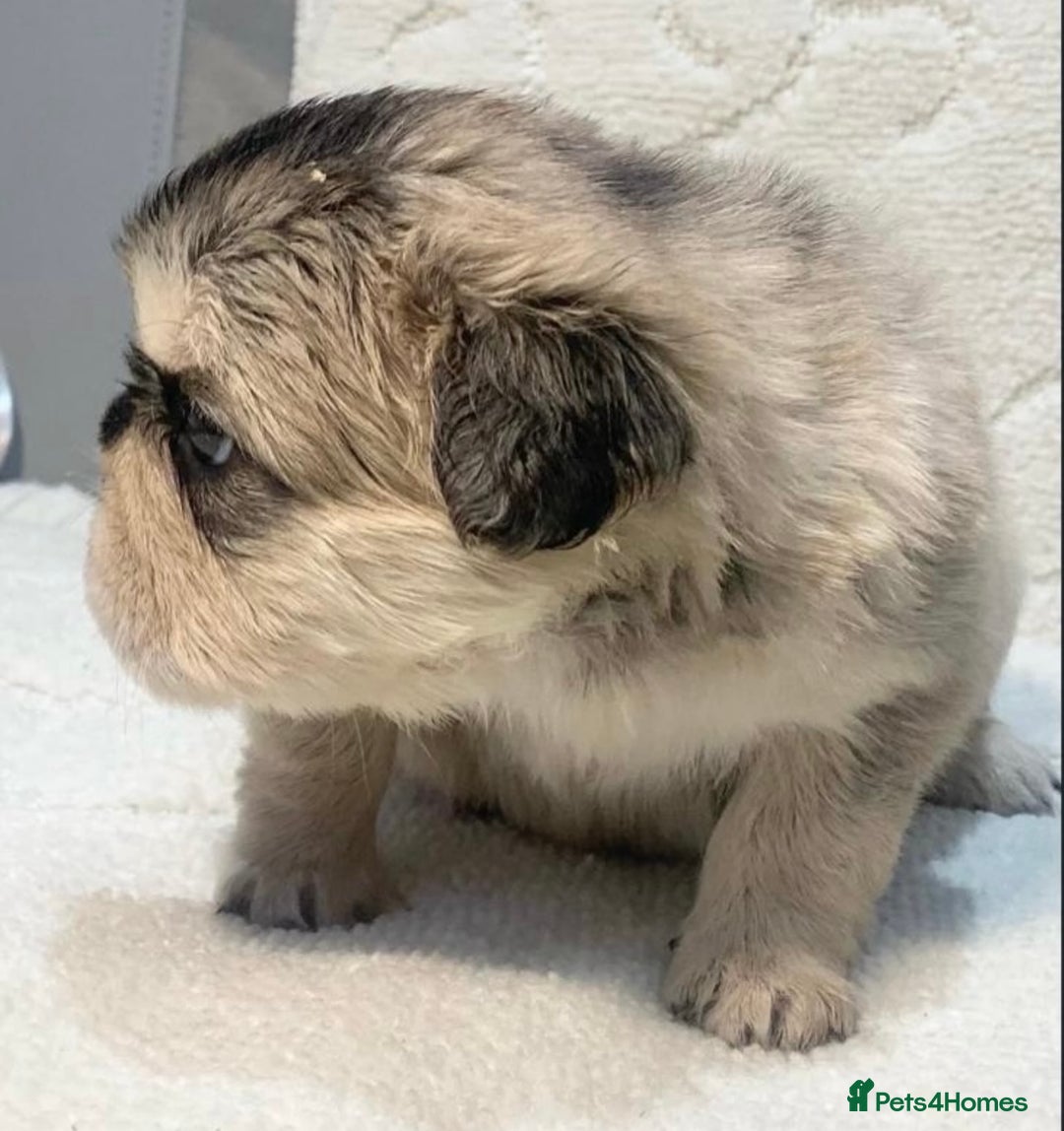 French Bulldog dogs for sale: KC reg+4 panel health+DNA EA Husky Female pup - Advert 3