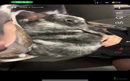 Mixed Breed rabbits for sale: Beautiful gentle rabbit for sale  - Image 1