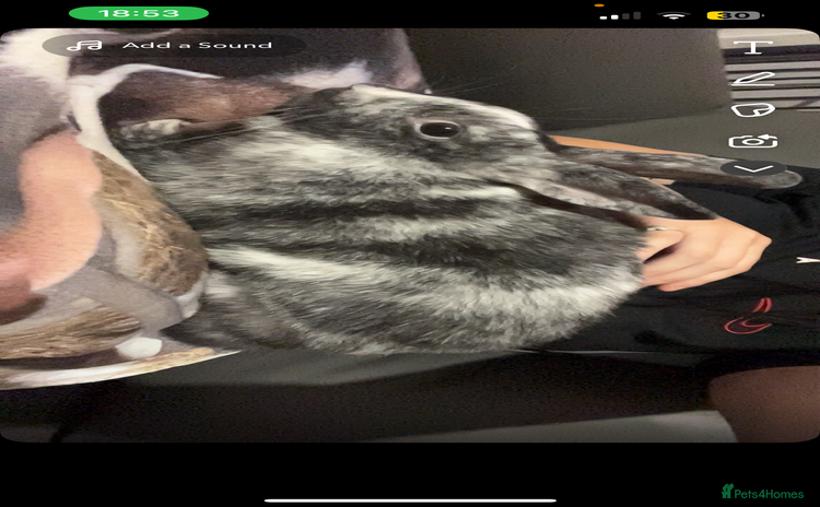 Mixed Breed rabbits - Advert 1