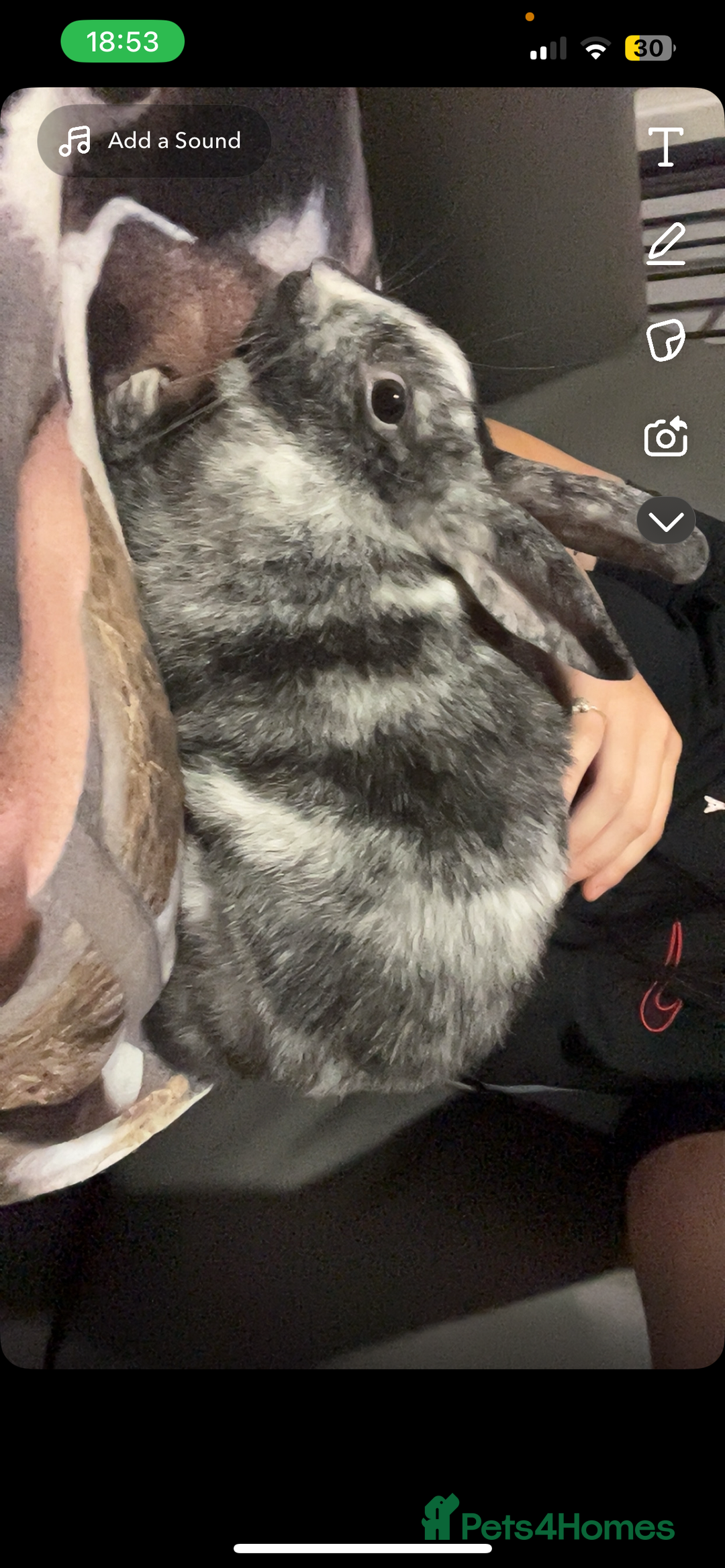 Mixed Breed rabbits for sale: Beautiful gentle rabbit for sale  - Image 1
