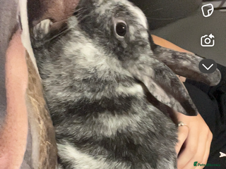 Mixed Breed rabbits - Advert 3