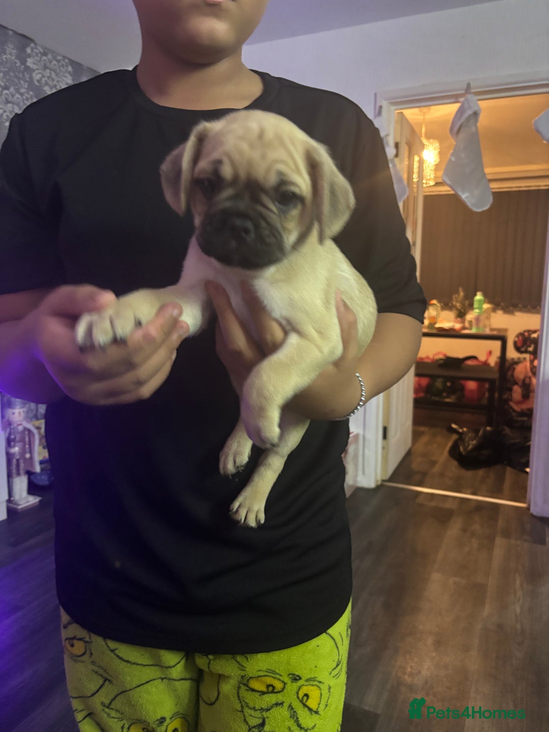Frug dogs for sale: Brown Frug Boy - Advert 4