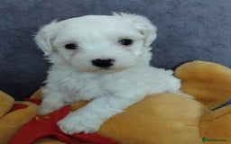 Morkie dogs for sale: Beautiful Morkie Puppies - Image 19