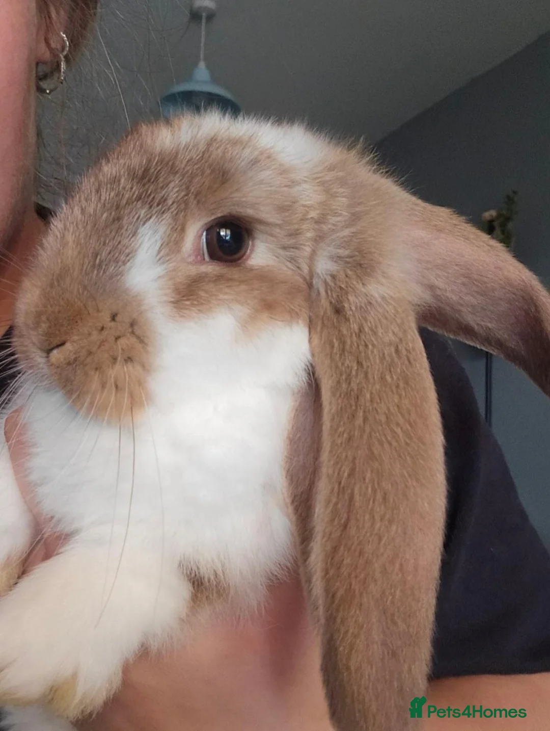 French Lop rabbits for sale: REDUCED!!! French lop bunnies - Advert 1