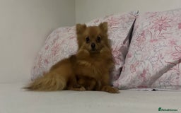 Pomeranian dogs for sale: Pomeranian dog for sale - Image 2
