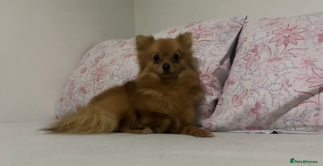 Pomeranian dogs for sale: Pomeranian dog for sale - Image 2