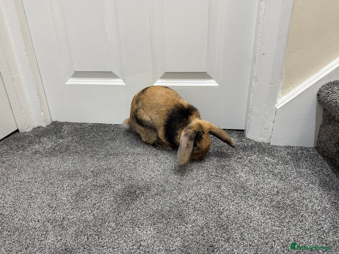 Mini Lop rabbits for sale: Young Male Rabbit/ Complete Starter Kit – Friendly - Image 4