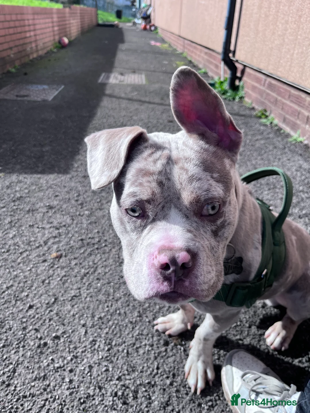 American Bully dogs for sale: Pocket X standard bully  in Bristol - Advert 10