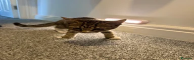 Domestic Shorthair 1