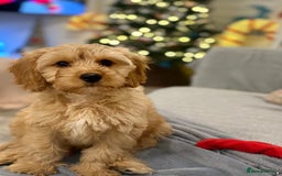 Cavapoo dogs for stud: F1 Cavapoo for stud  - Image 5