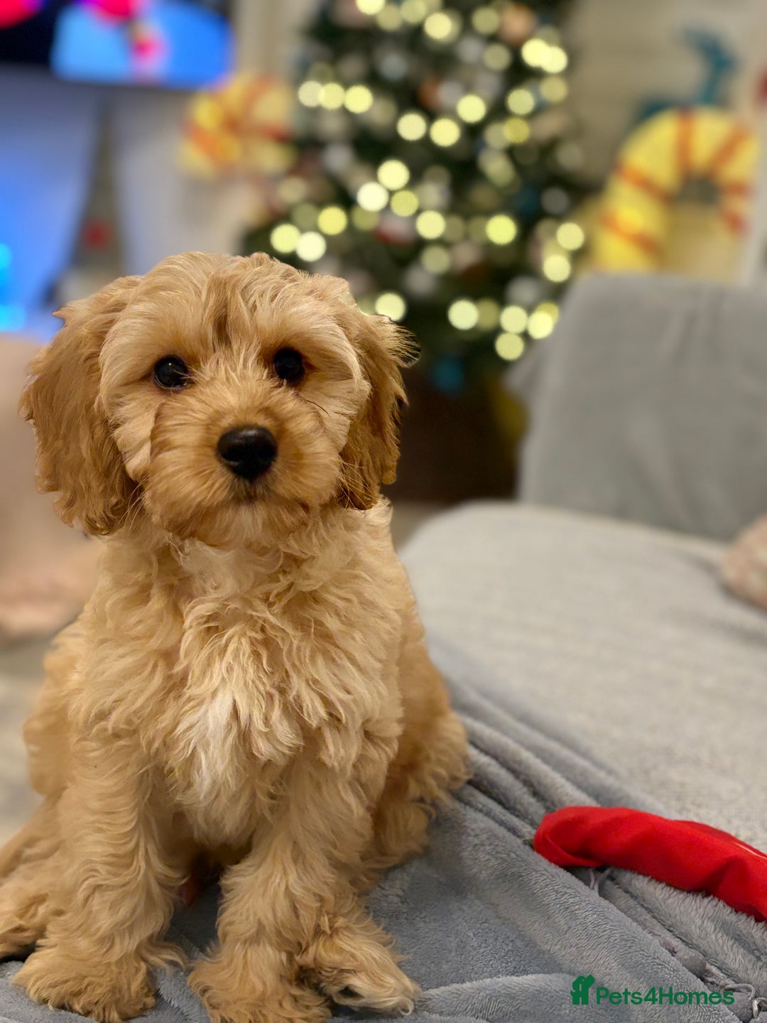 Cavapoo dogs for stud: F1 Cavapoo for stud  - Image 5