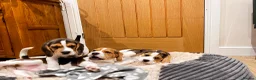 Beagle dogs for sale: KC registered and DNA health tested - Advert 1