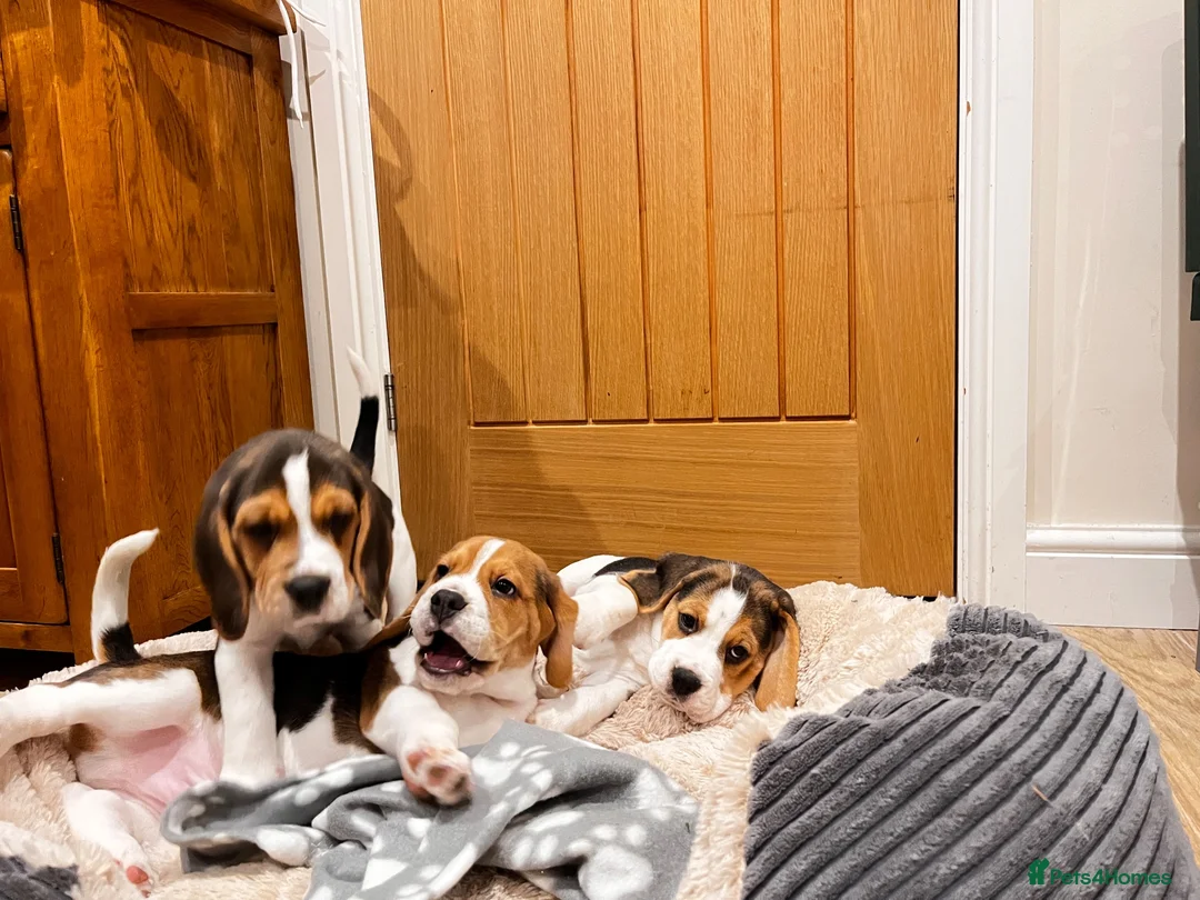 Beagle dogs for sale: KC registered and DNA health tested - Advert 1