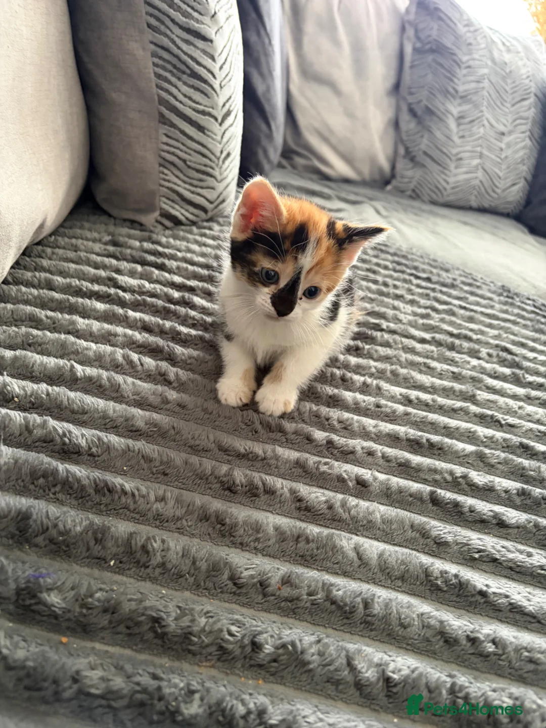 Mixed Breed cats for sale: Kittens in Bellshill - Advert 2