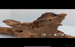 Gecko reptiles for sale: Beautiful baby crested geckos! - Image 2