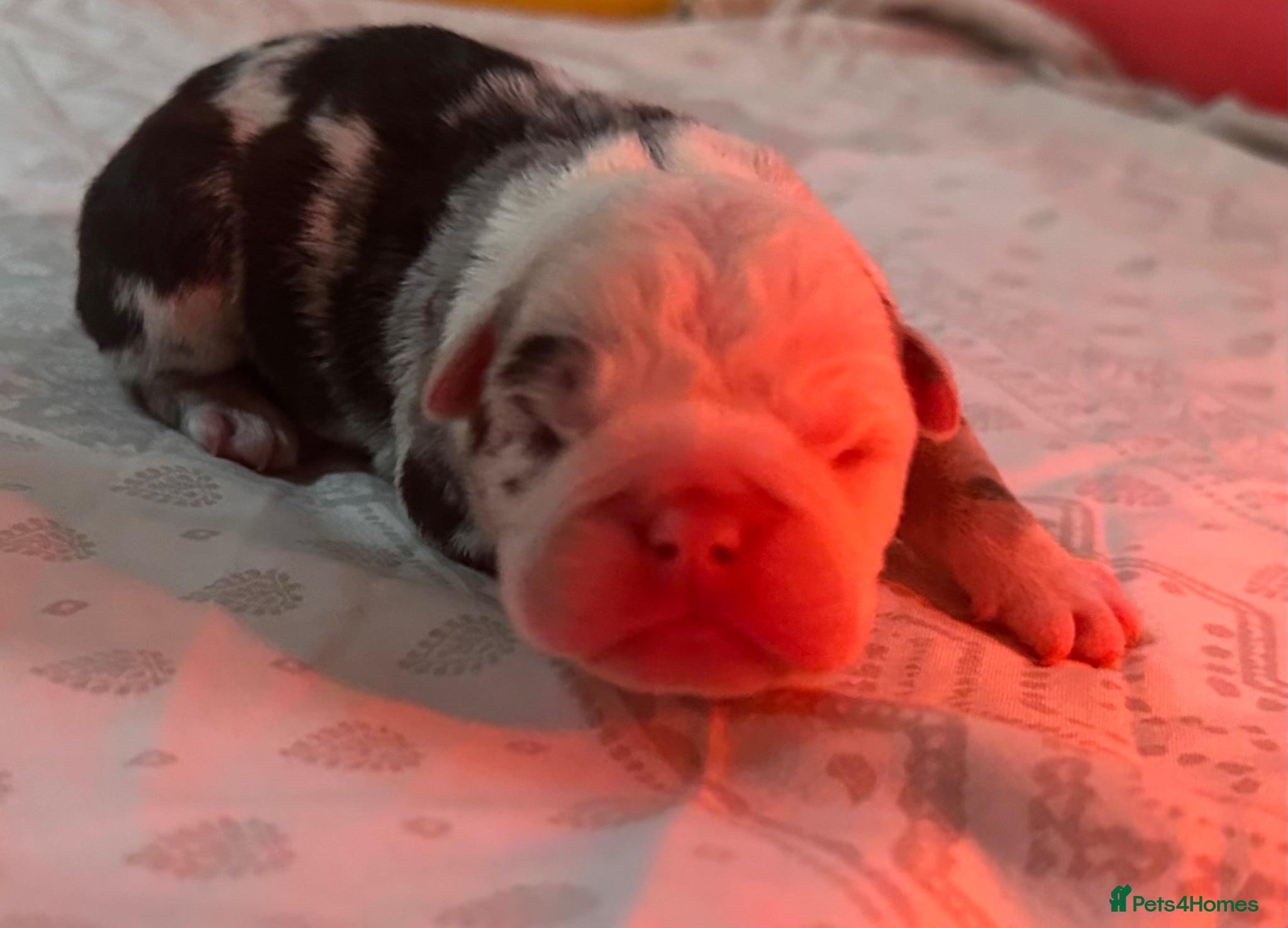English Bulldog dogs for sale: 🐾 EXCEPTIONAL OLDE ENGLISH BULLDOG PUPPIES 🐾 - Advert 9