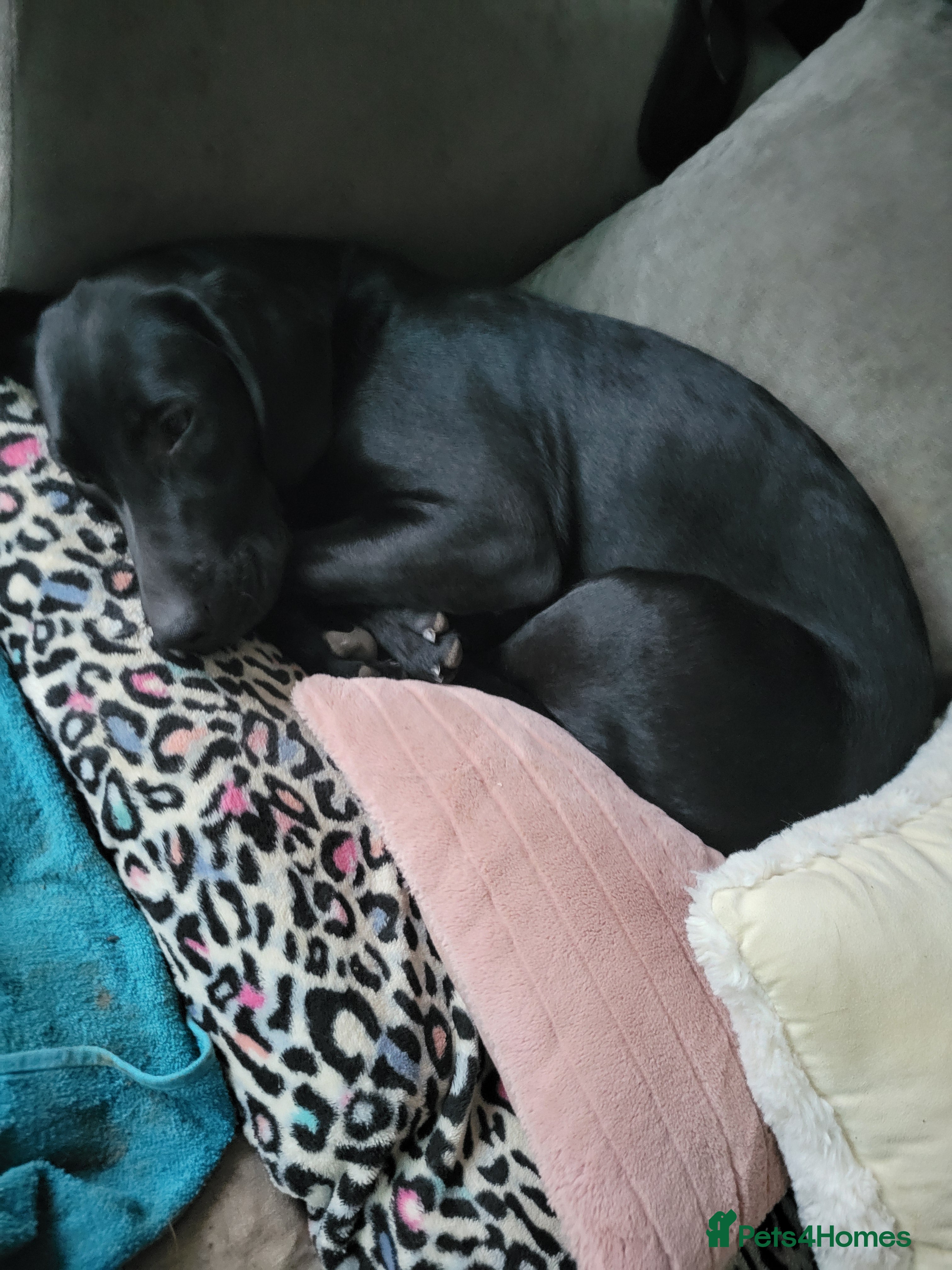 Labrador Retriever dogs Black Labrador pup - Advert 1