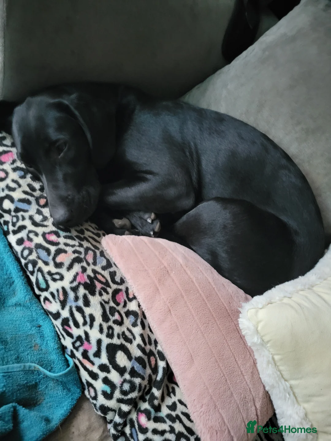 Labrador Retriever dogs for adoption: Black Labrador pup - Advert 1