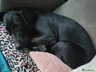 Labrador Retriever dogs Black Labrador pup - Advert 1