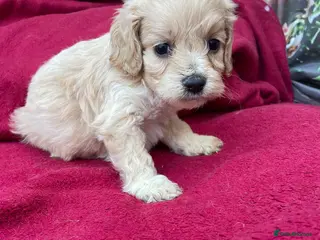 Cockapoo dogs American cockapoos - yankydoodles - Advert 1