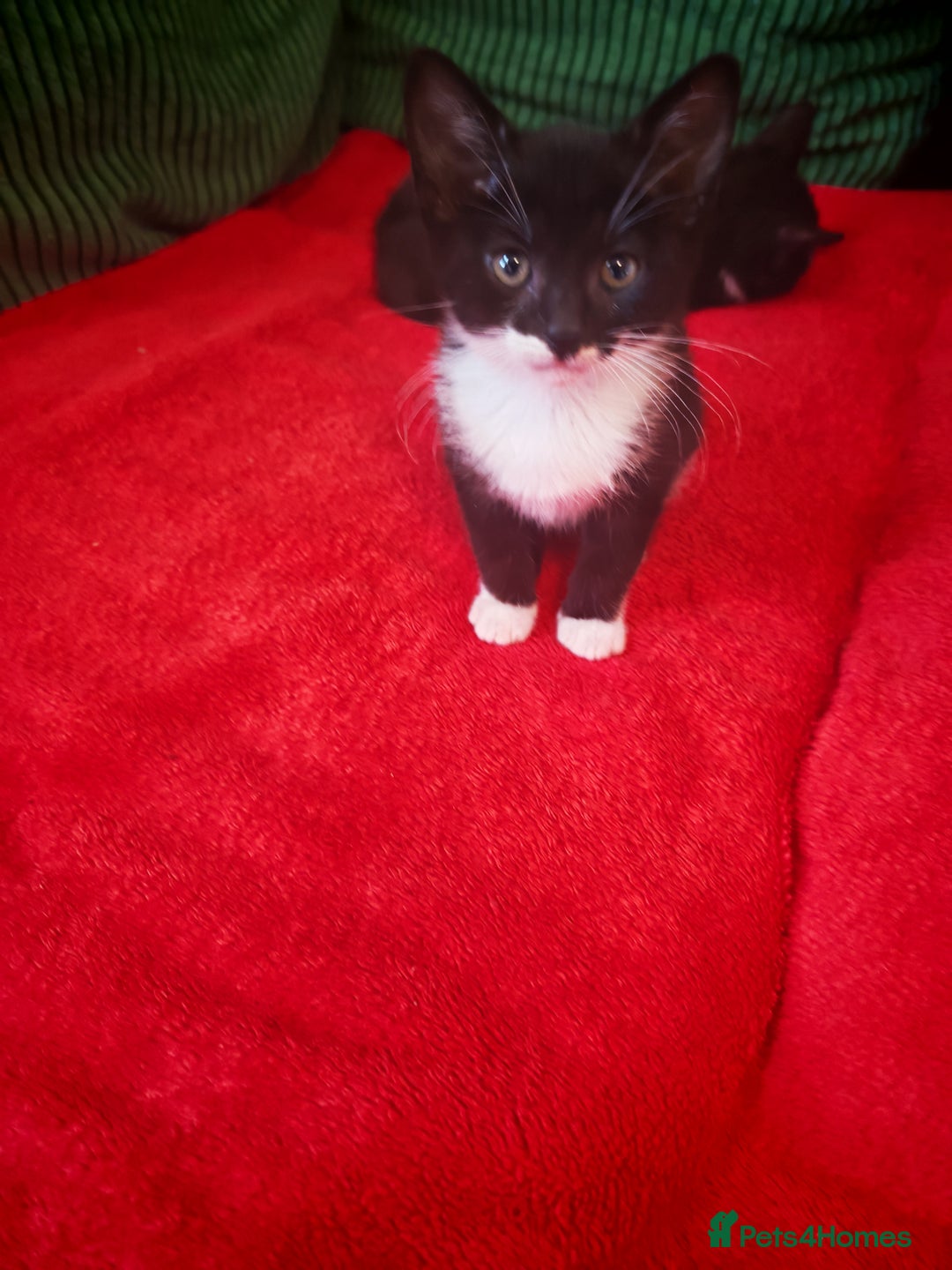 Mixed Breed cats for sale: Four Gorgeous Tuxedo & Tabby Kittens  - Image 12