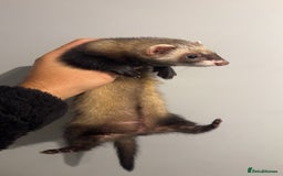 Ferret rodents for sale: Jill ferrets - Image 2