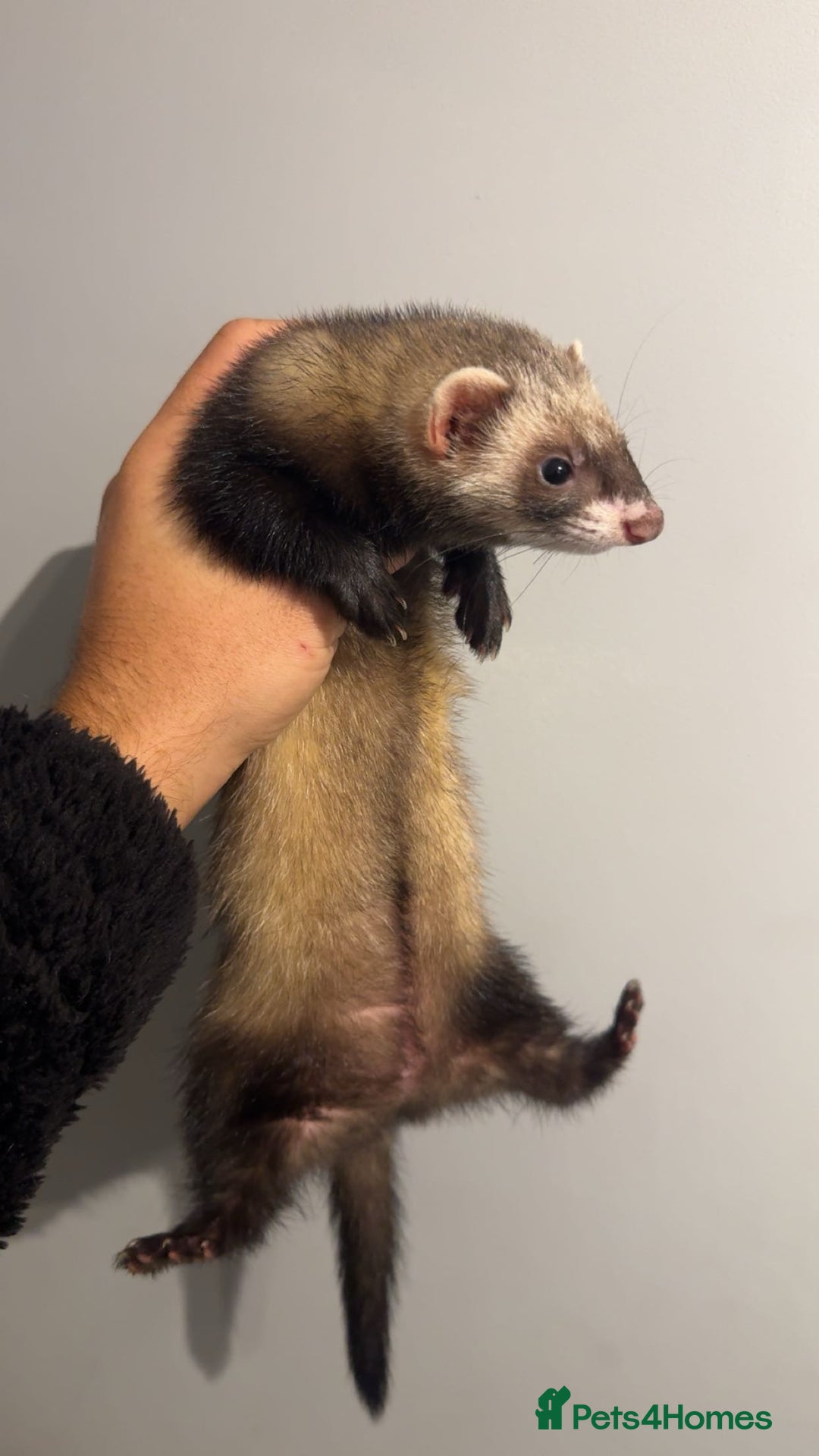 Ferret rodents for sale: Jill ferrets - Image 2